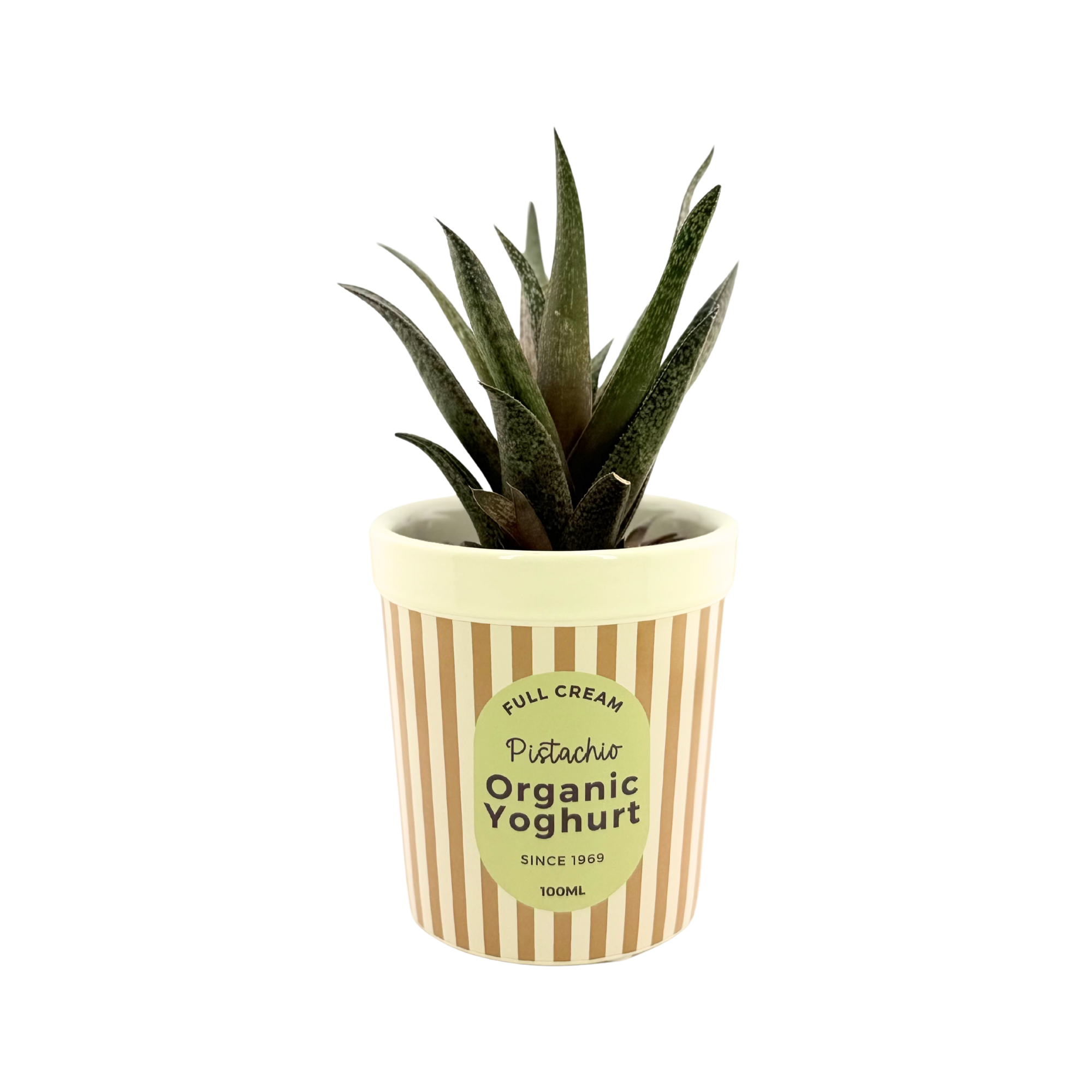Blumentopf „Yoghurt Pistachio“ – kleine Auszeit für deine Pflanzen 🥛🌿